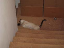 more kittens
